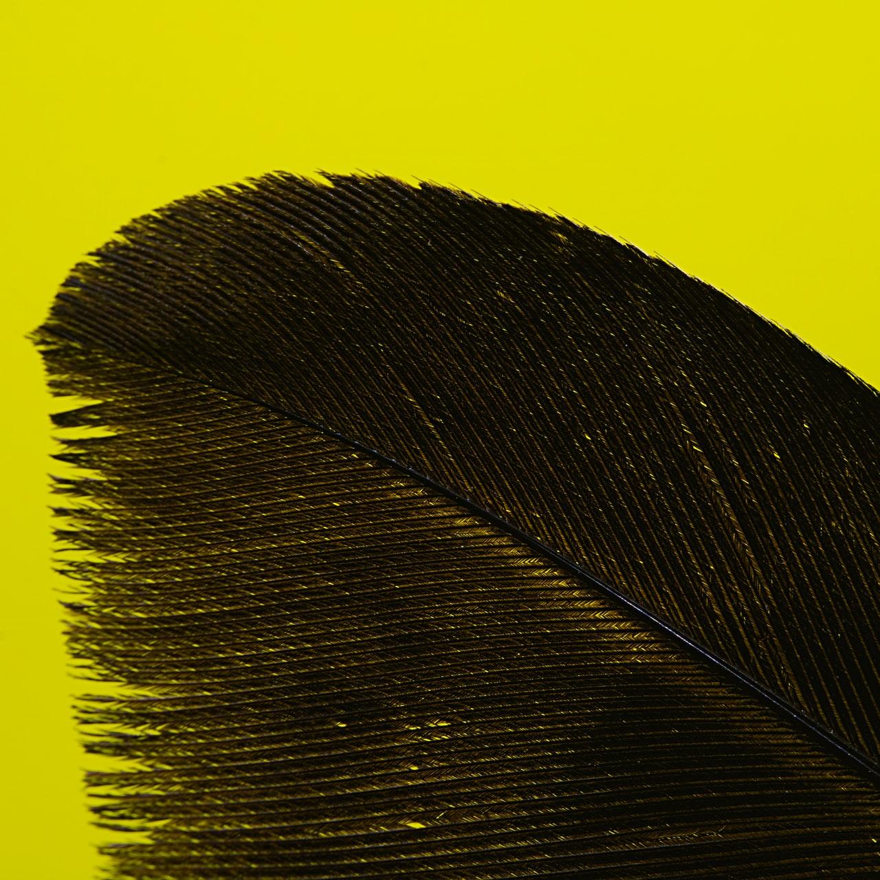 black feather on yellow background